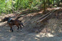 Arrastre con caballos